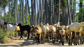 Monday, 23 December 2013 10:25 
Madurai, Tamil Nadu, India