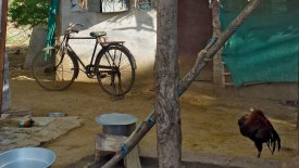 Tuesday, 24 December 2013 08:05 
Maranivariendhal, Tamil Nadu, India