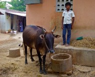 Tuesday, 24 December 2013 16:24 
Maranivariendhal, Tamil Nadu, India