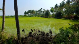 Friday, 27 December 2013 12:31 
Viswanathapuram, Madurai, Tamil Nadu, India