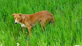 Friday, 27 December 2013 12:36 
Viswanathapuram, Madurai, Tamil Nadu, India