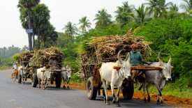 Saturday, 28 December 2013 14:18 
Chettikulam, Tamil Nadu, India