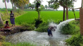 Saturday, 28 December 2013 14:34 
Chettikulam, Tamil Nadu, India