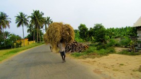 Saturday, 28 December 2013 15:00 
Chettikulam, Tamil Nadu, India
