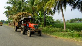 Saturday, 28 December 2013 15:04 
Chettikulam, Tamil Nadu, India