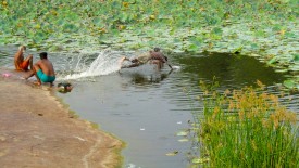 Saturday, 28 December 2013 15:47 
Chettikulam, Tamil Nadu, India